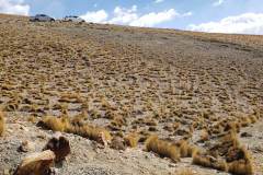 cerro_tinte_04